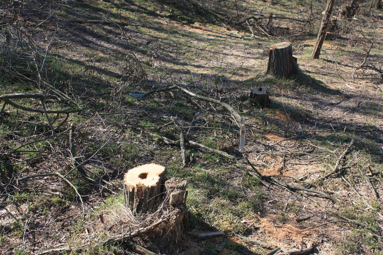 незаконная вырубка деревьев достигла угрожающих масштабов ( видео) - изображение 5