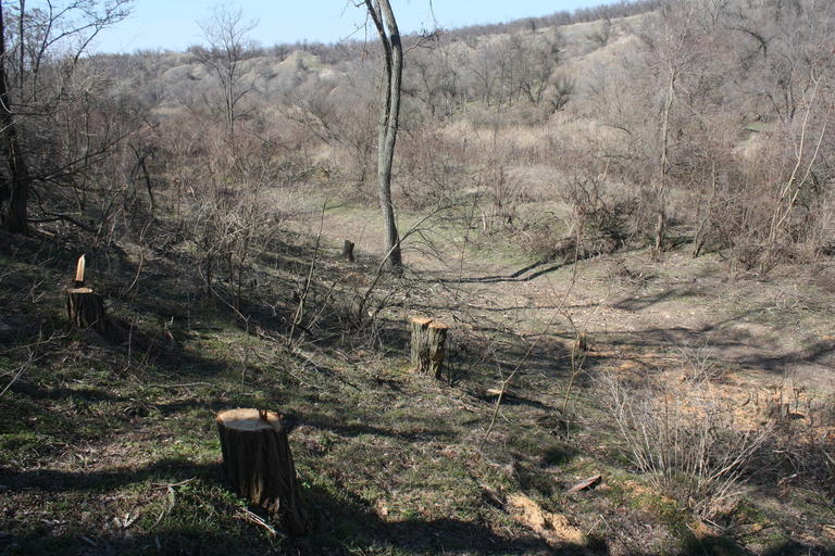 незаконная вырубка деревьев достигла угрожающих масштабов ( видео) - изображение 7