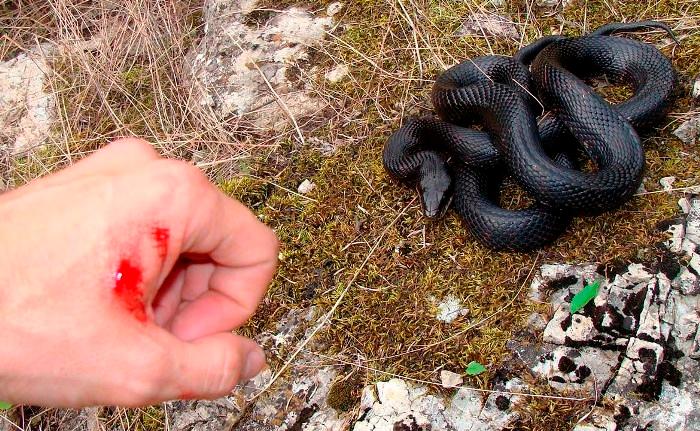 З початку літа 20 мешканців Дніпропетровщини звернулися до медиків через укуси змій