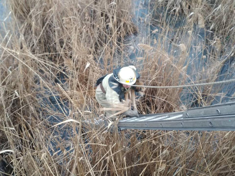 в шолохово спасатели вытащили собаку из речки - изображение 1