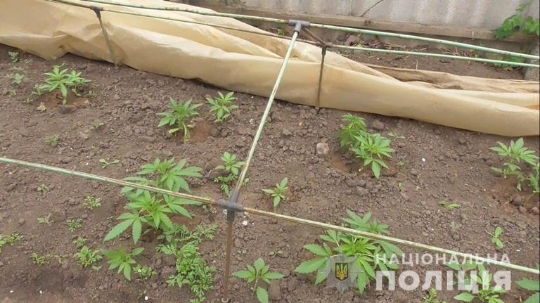 В Марганце полицейские обнаружили посев конопли