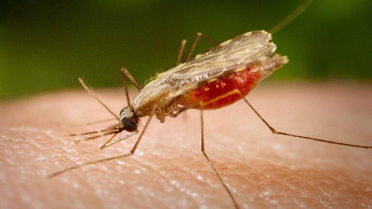 Майже щороку медики Дніпропетровщини реєструють випадки малярії