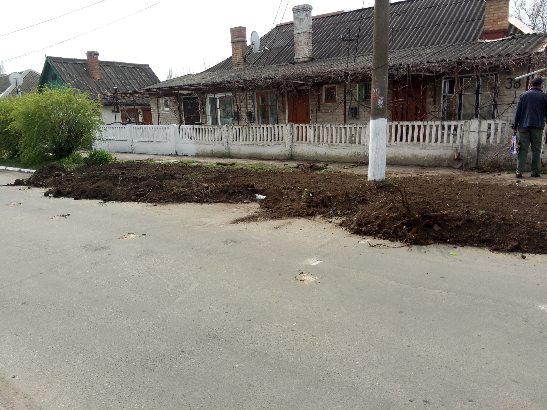 посадка деревьев в городе - изображение 3