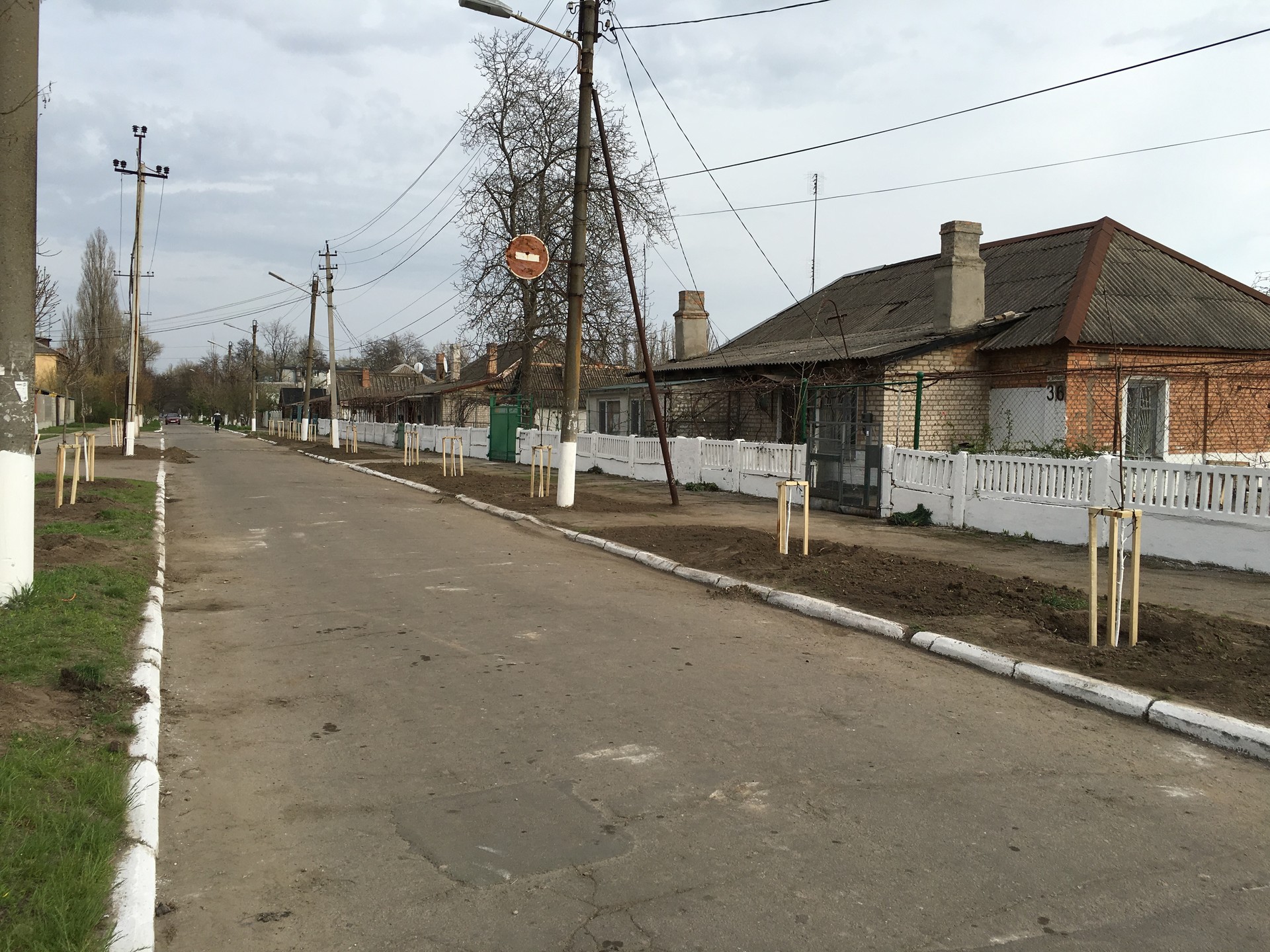 посадка деревьев в городе - изображение 8