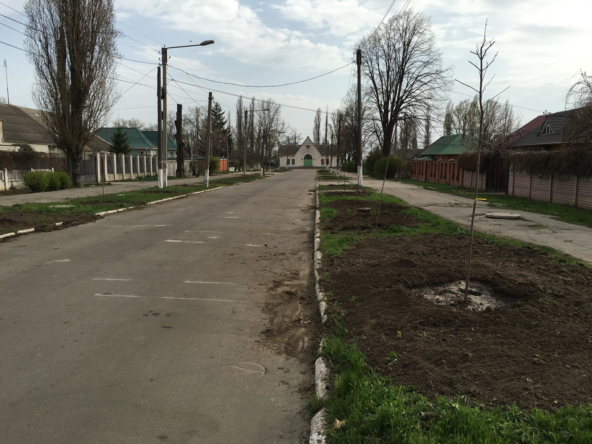 посадка деревьев в городе - изображение 6