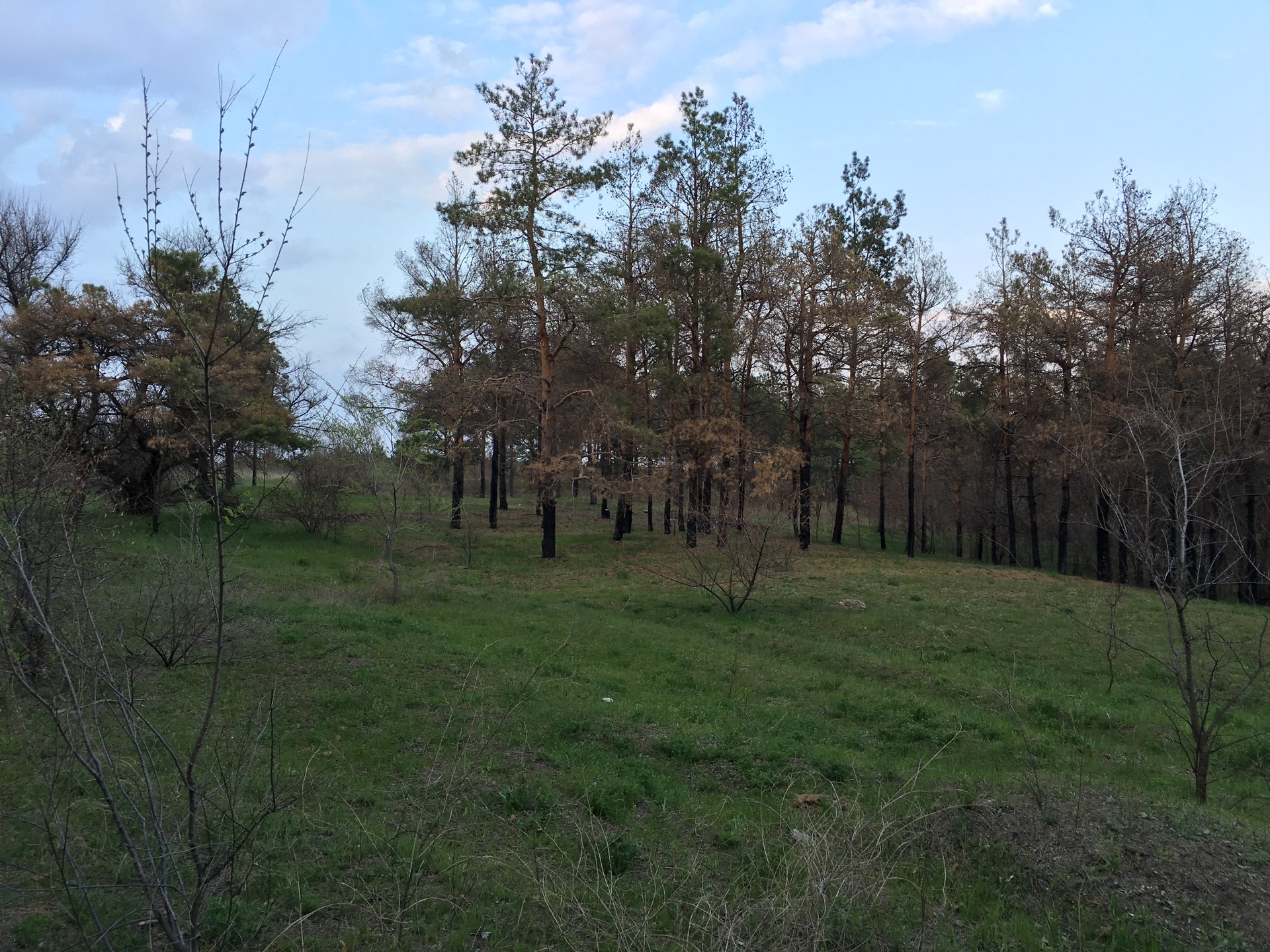 лесные пожары на пляже - изображение 1