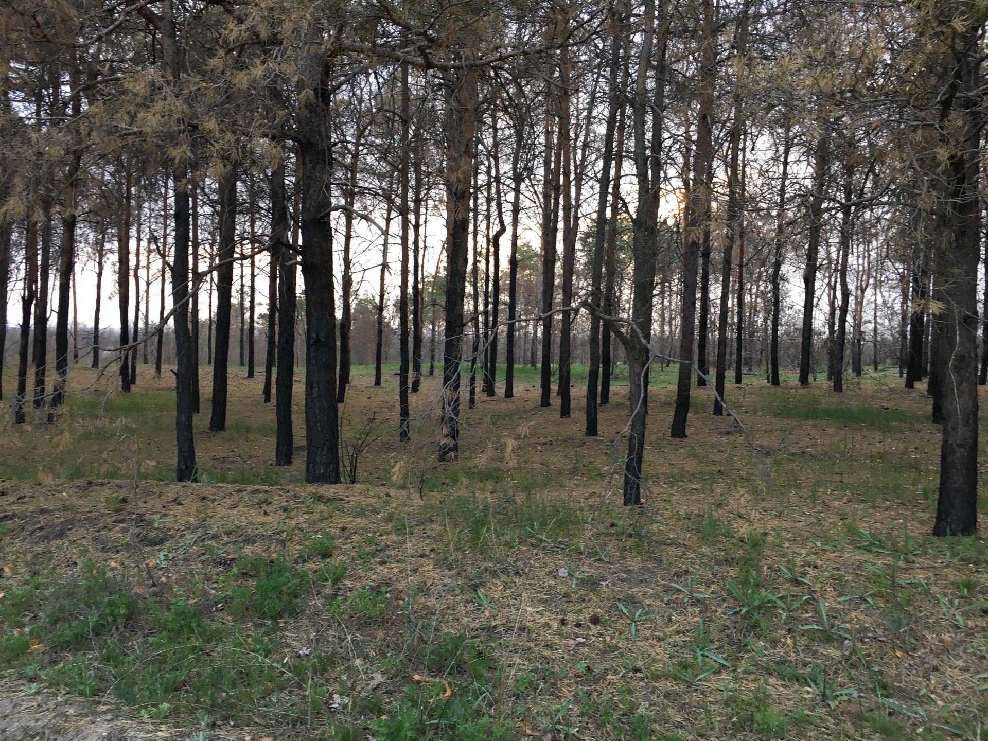 лесные пожары на пляже - изображение 2