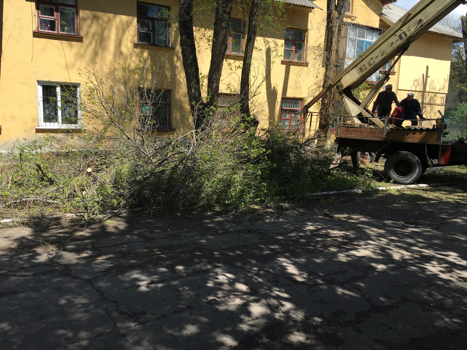 санитарная обрезка деревьев по горького - изображение 1