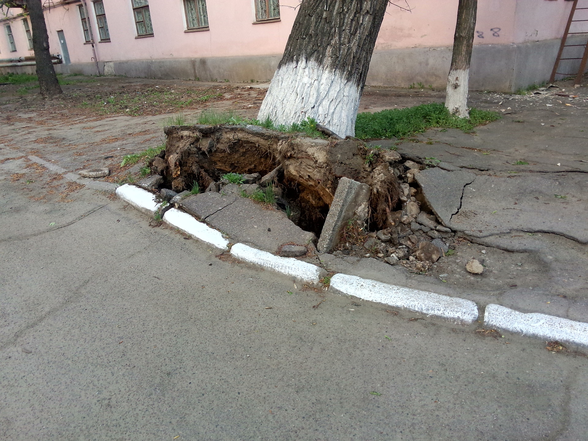возле приватбанка упало дерево! - изображение 3