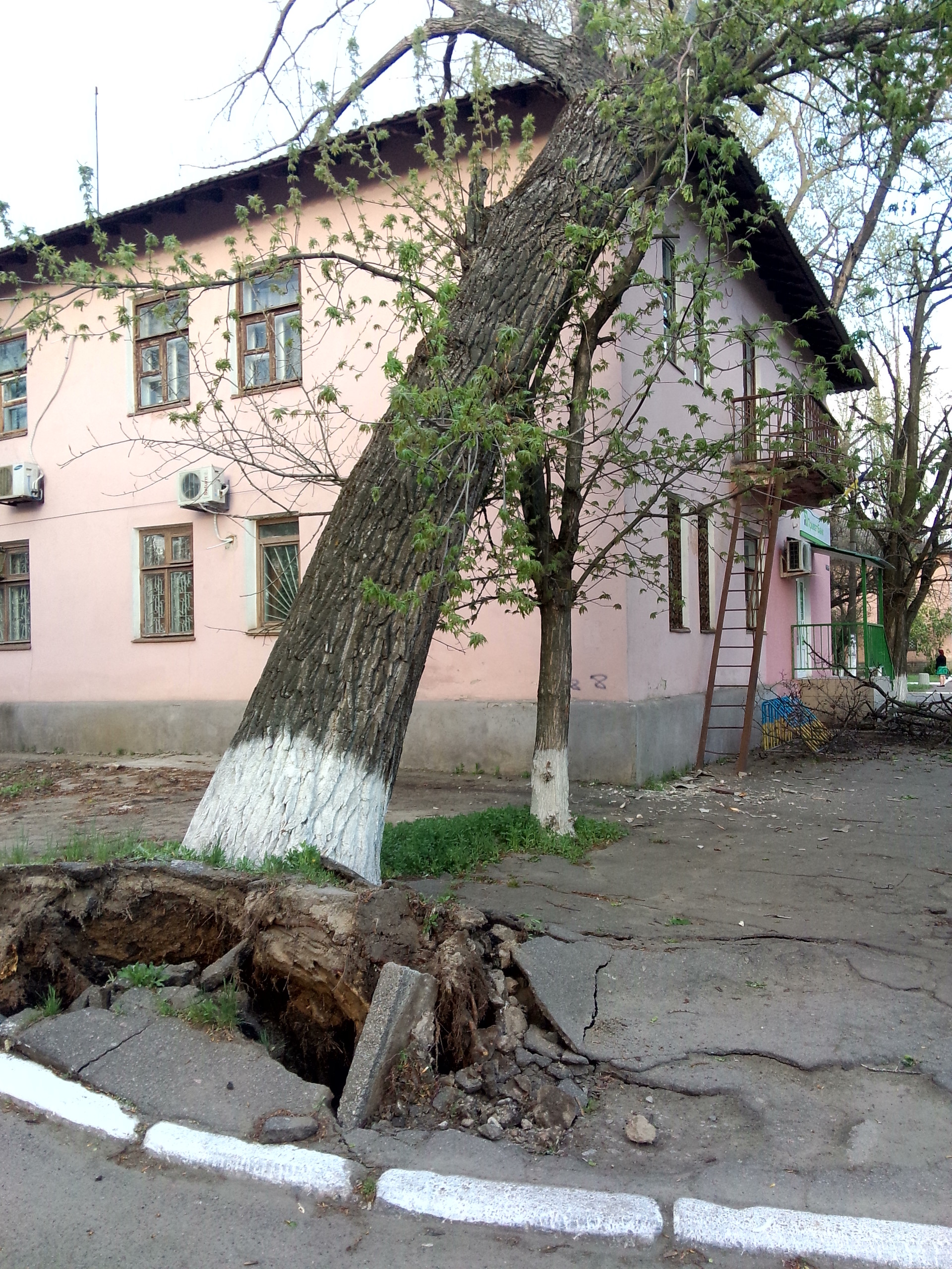 возле приватбанка упало дерево! - изображение 4