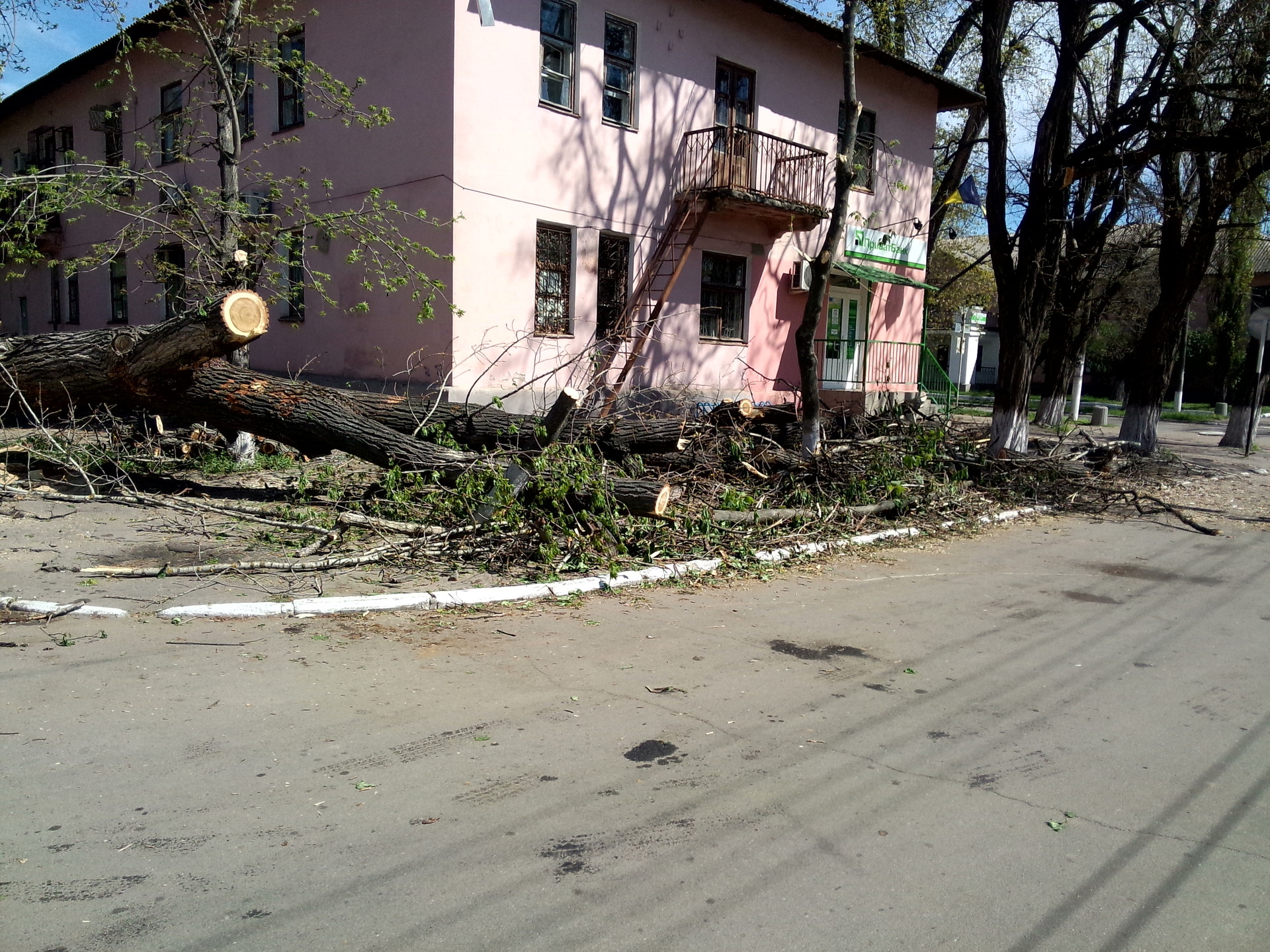 упавшее после вчерашнего урагана дерево уже спилили - изображение 5