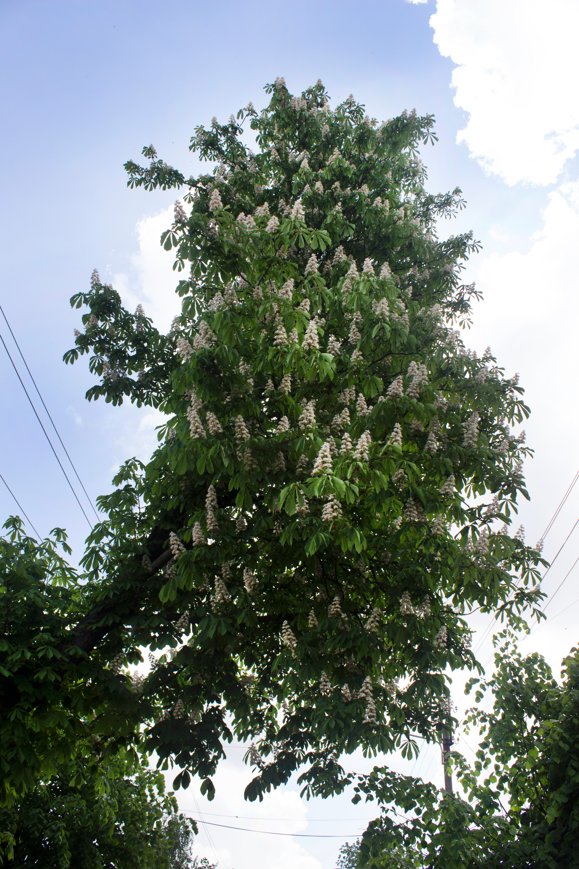 каштан-призрак - изображение 2