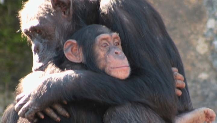 что общего в поведении политиков и шимпанзе? - изображение 3