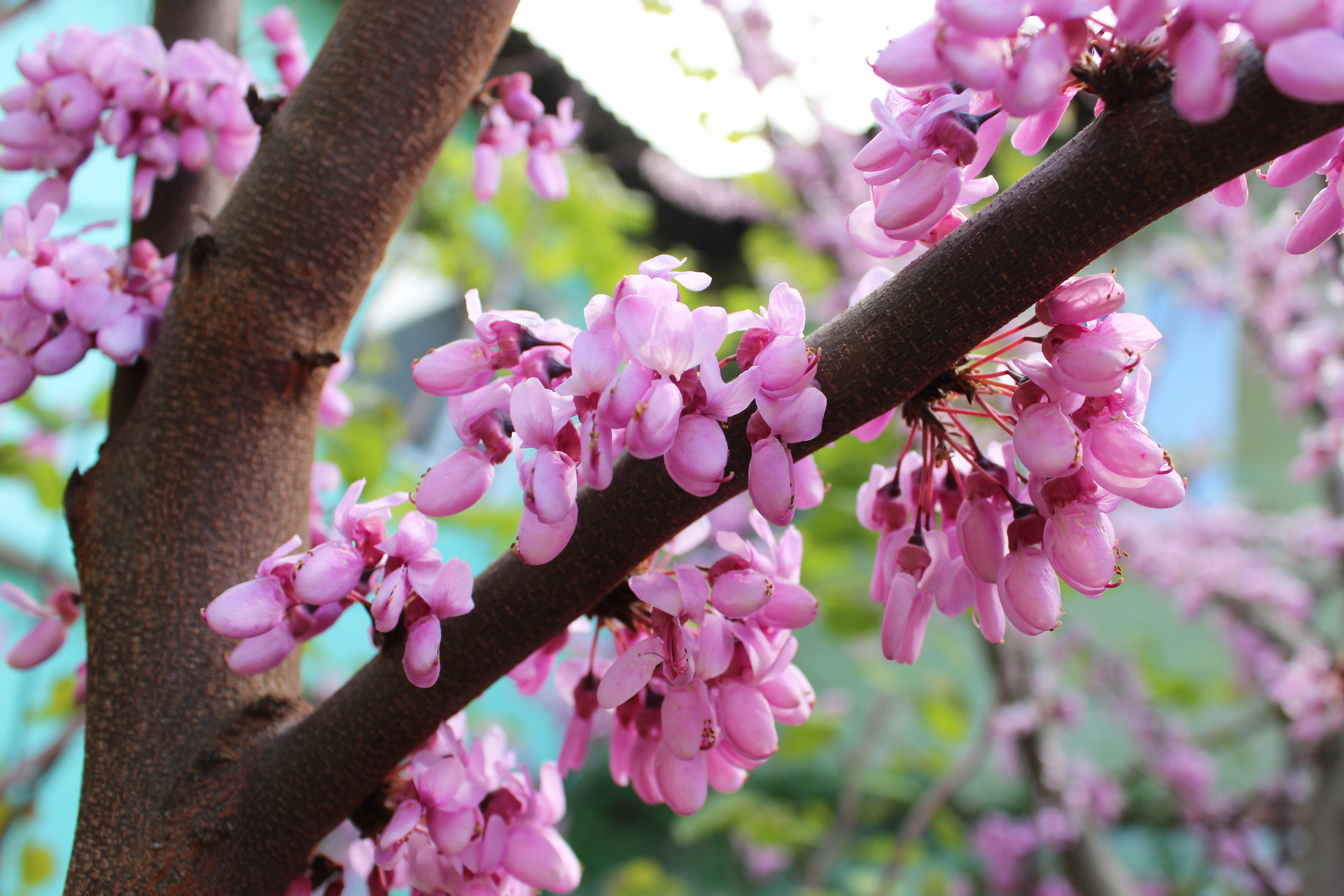 фото читателей: частичка крыма в нашем городе - изображение 4