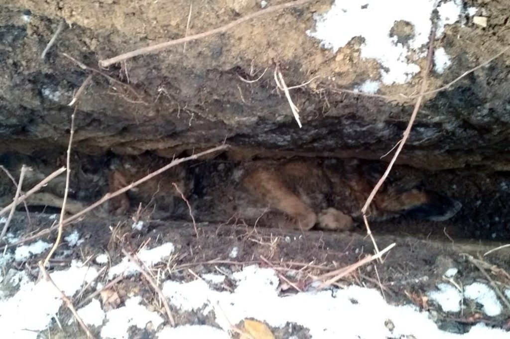 в покрові рятувальники визволили собаку з пастки - изображение 1 в покрові рятувальники визволили собаку з пастки - изображение 1