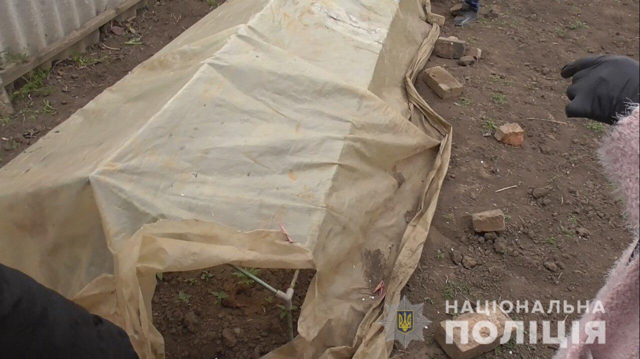 в марганце полицейские обнаружили посев конопли - изображение 1