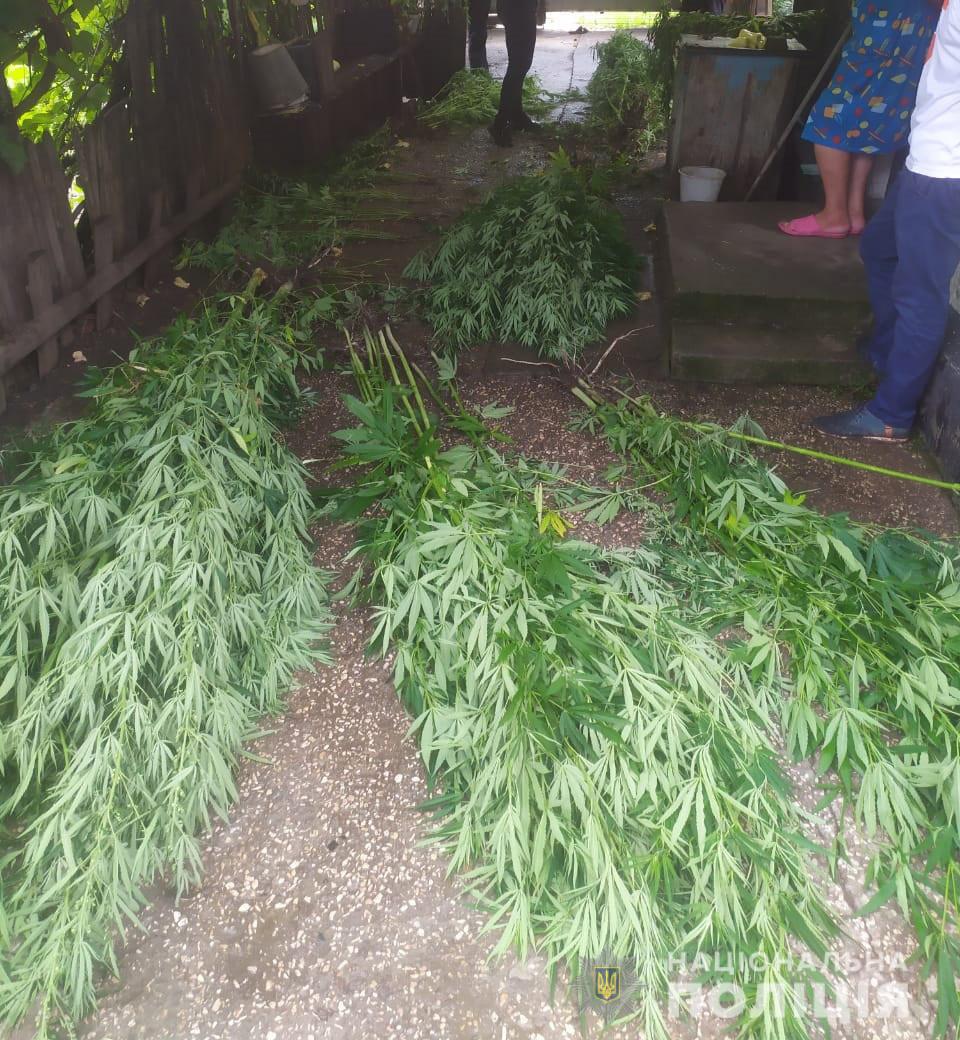 в ході операції «мак» поліцейські покрову знищили посів конопель - зображення 2